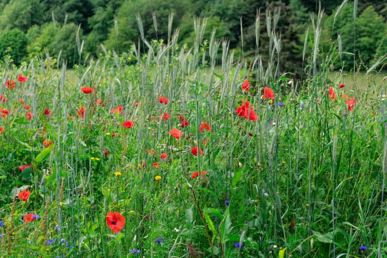 The Conscious Farmer Bed And Breakfast Sauerland Willingen  Esterno foto